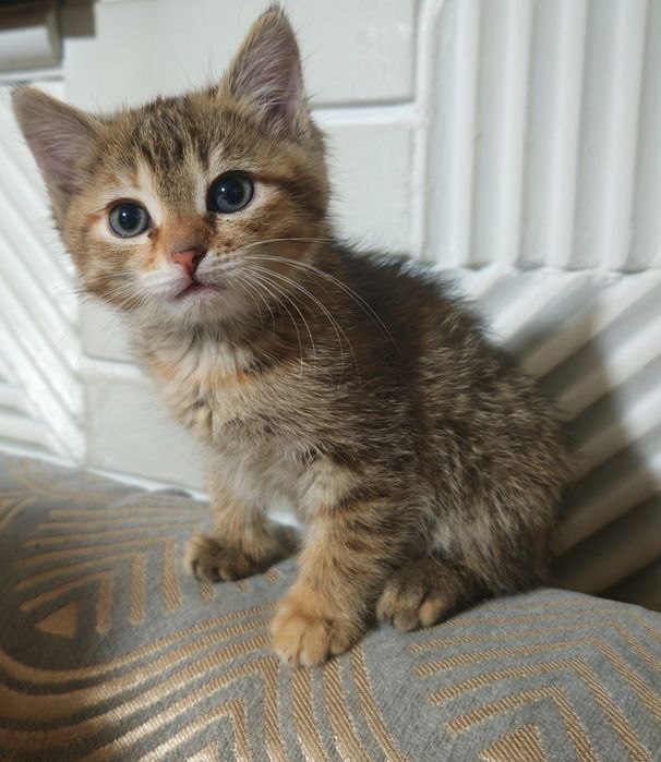 Отдам котенка девочку