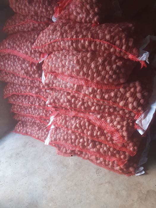 Cartofi de samânta !