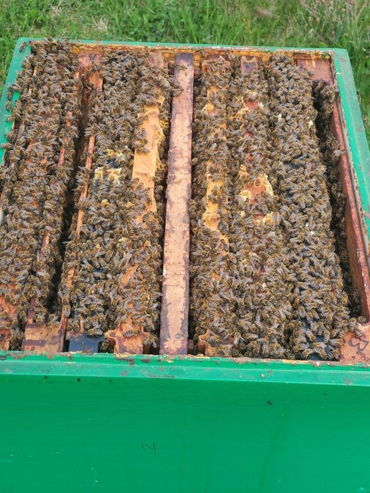 Vând patru familii de albine