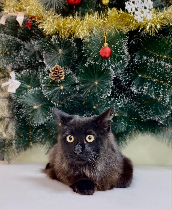 Мэйнкун котенок полгода