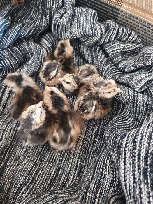 Pui araucana (ouă verzi)