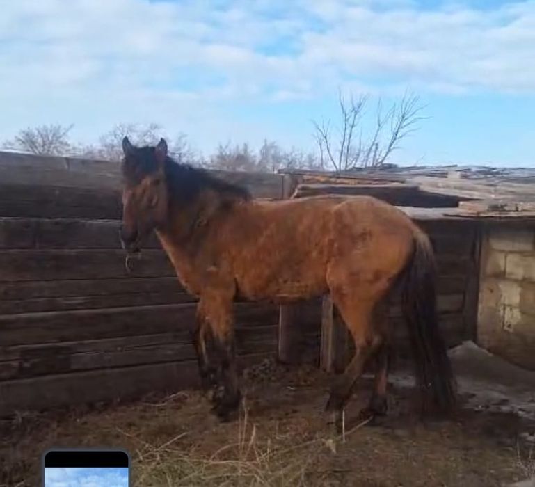 Продам жеребец! Парода Мугалжар