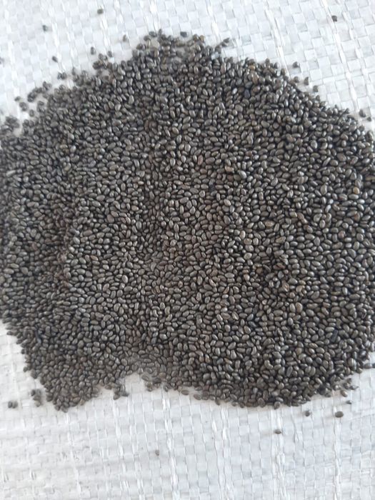 Семена Люцерна(Меркенский)