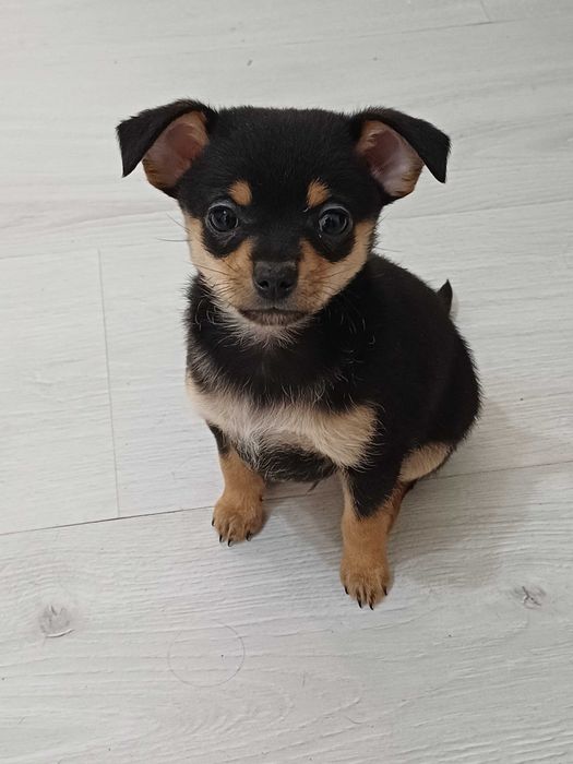 Пинчер гр. Шумен