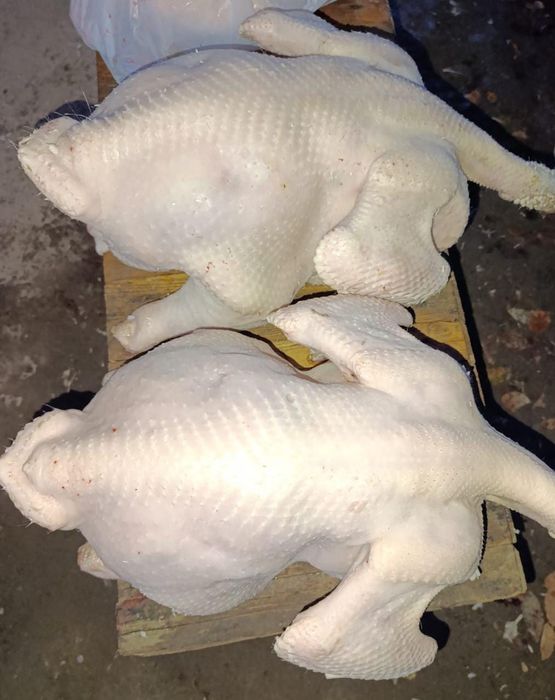 Индюки домашные, очень вкусные