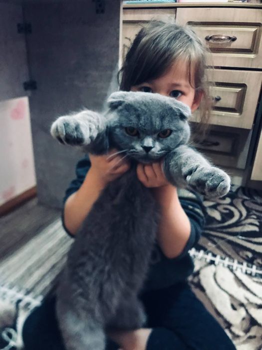 Скоттиш фолд зоти тоза 8 ойли