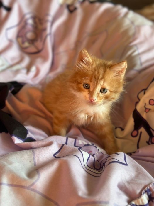 Отдам по 5000т, 2 девочки один мальчик