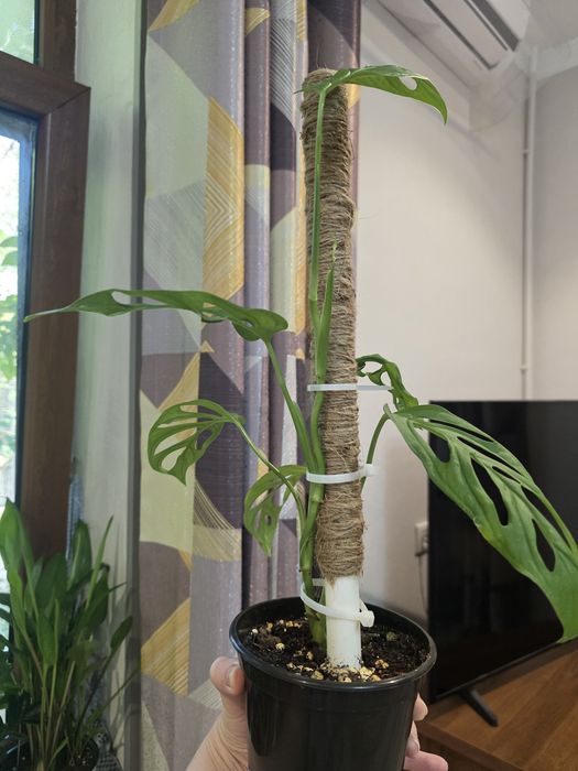 Монстера Адансона (Monstera adansonii)