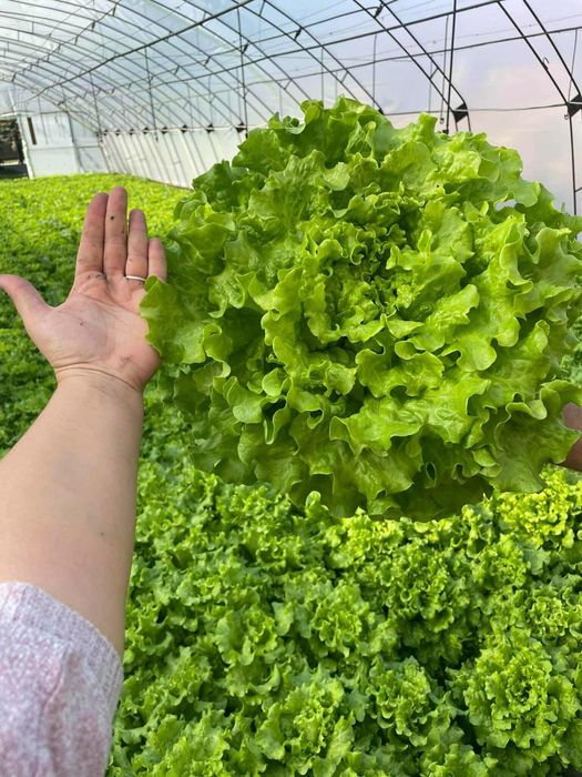 Разсад салата,лук,копър,магданоз