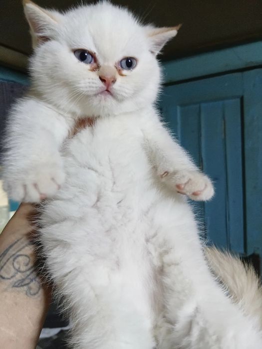 Продаються котята