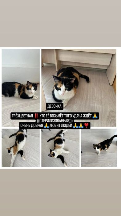 Кошечки в добрые и хорошие руки