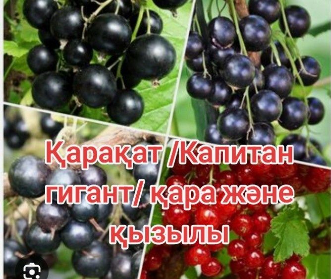 Элиталық жүзімдер ,21 түрлі сорт