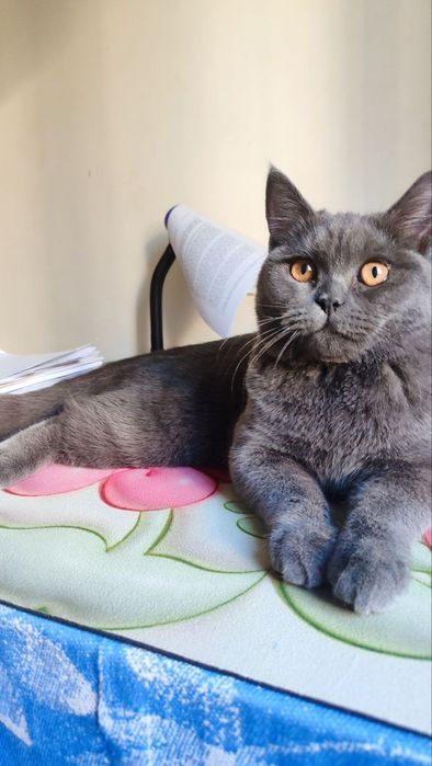 Вяска учун эркак мушук. Британский.