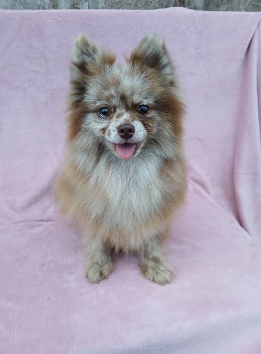 Asigur transport !!! Vand femela adulta Pomeranian Merle Ciocolatiu pentru companie.