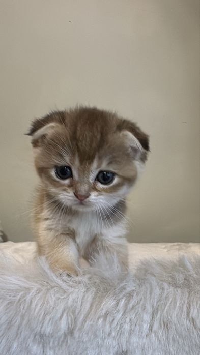 Продается милая шиншилла золотая