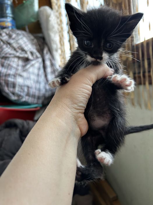 Красивые котятки