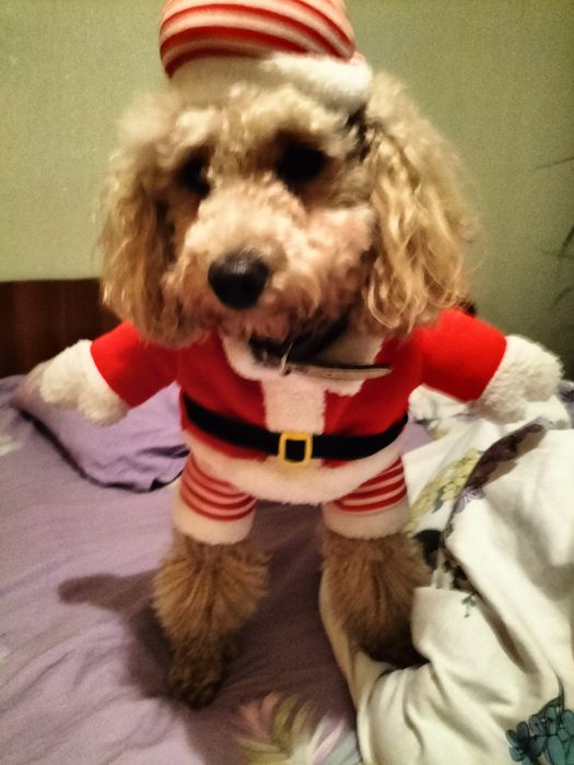 Продам новогодний костюм  для собаки