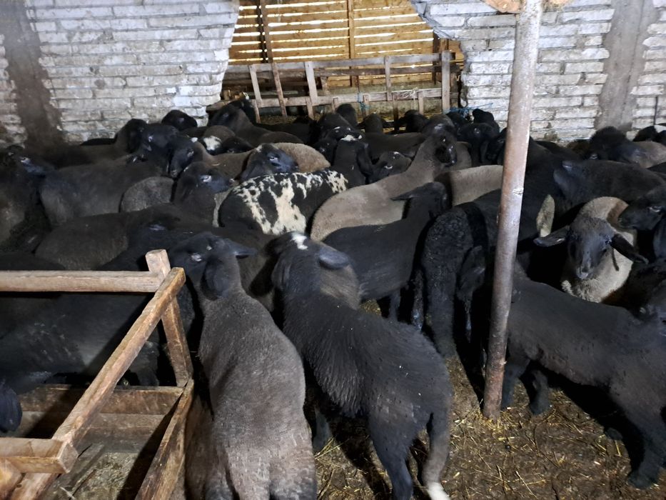 Miei carabasi Teleorman