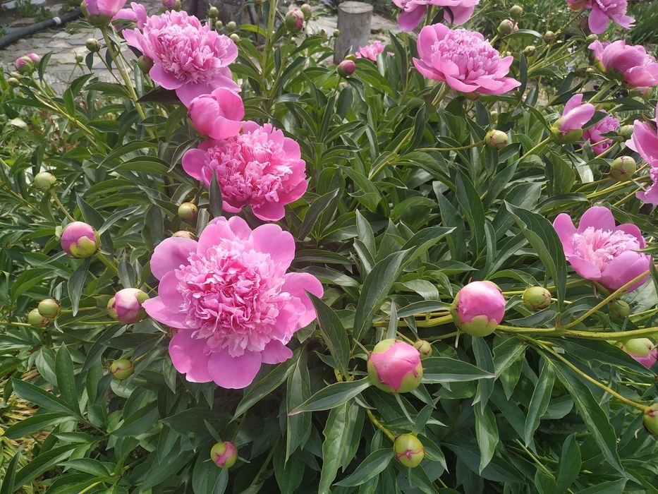 Продам корни пиона на посадку