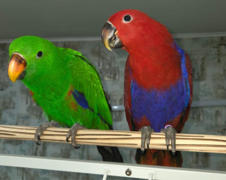 Продам крупного попугая Эклектус