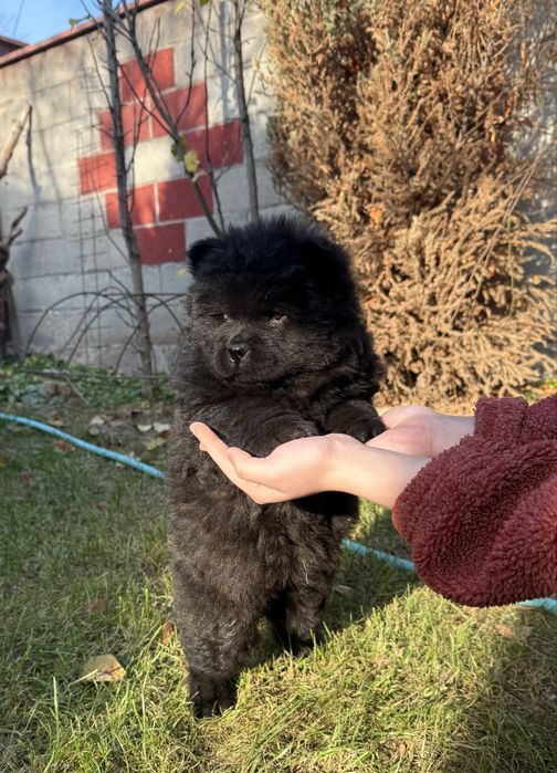 Щеночки чау чау