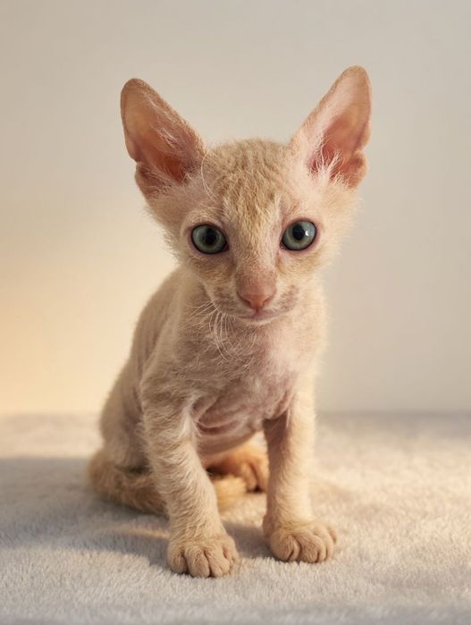 Котенок сфинкс браш