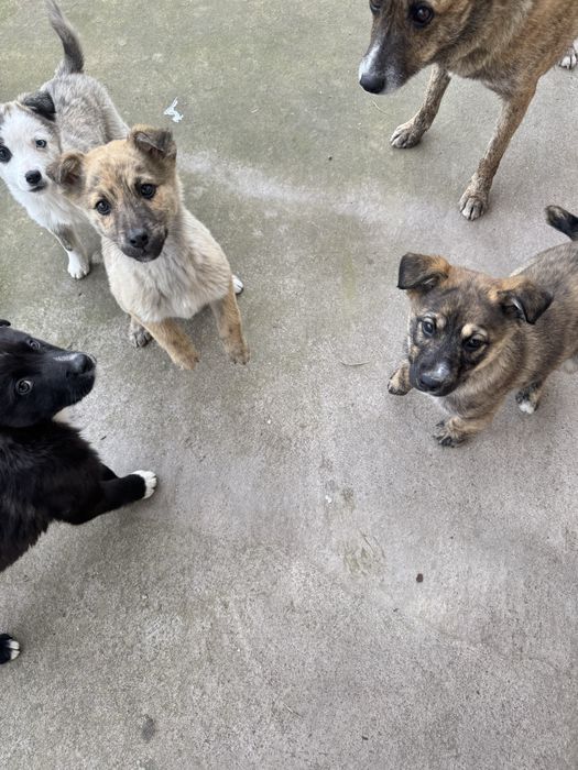 домащние щенята