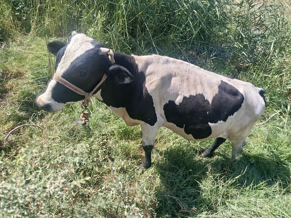 Buqacha sotiladi