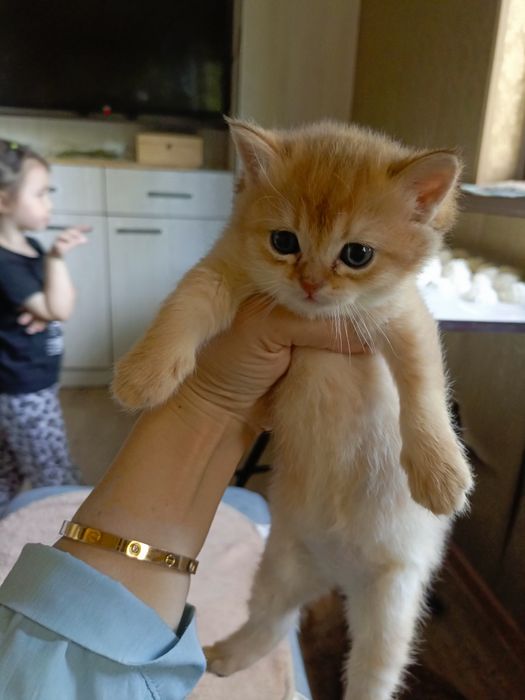 Пародистые котята