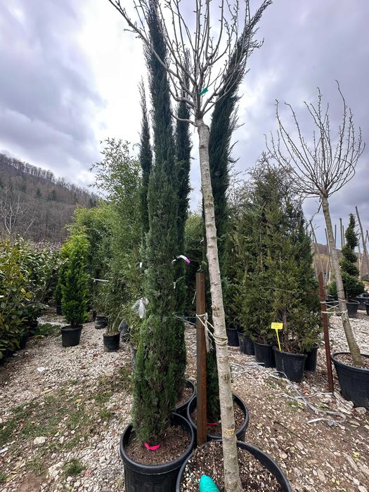 Plante Decorative si Ornamentale