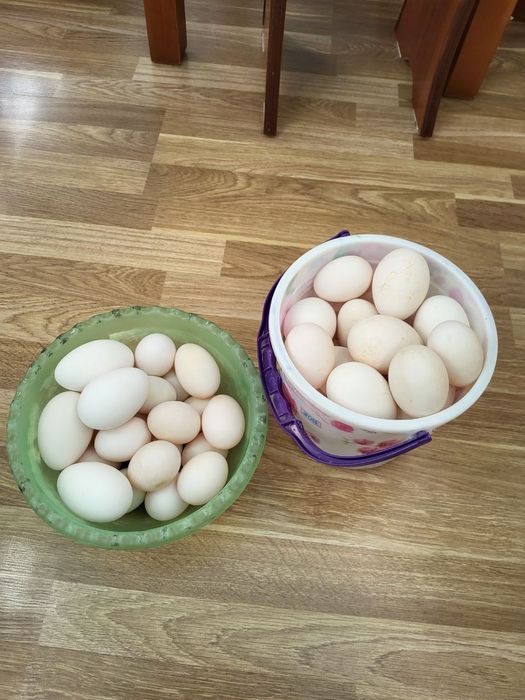 Продаю утиные и гусиные яйца