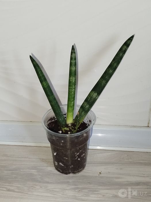 Sansiveriya silindrika
