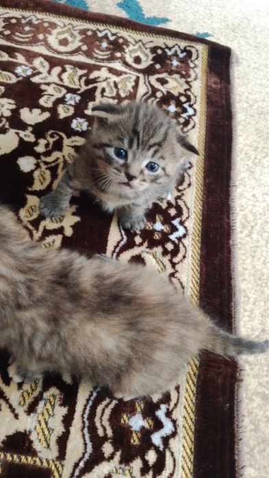 Elita Scottish Fold 1 oylik mushukchalar
