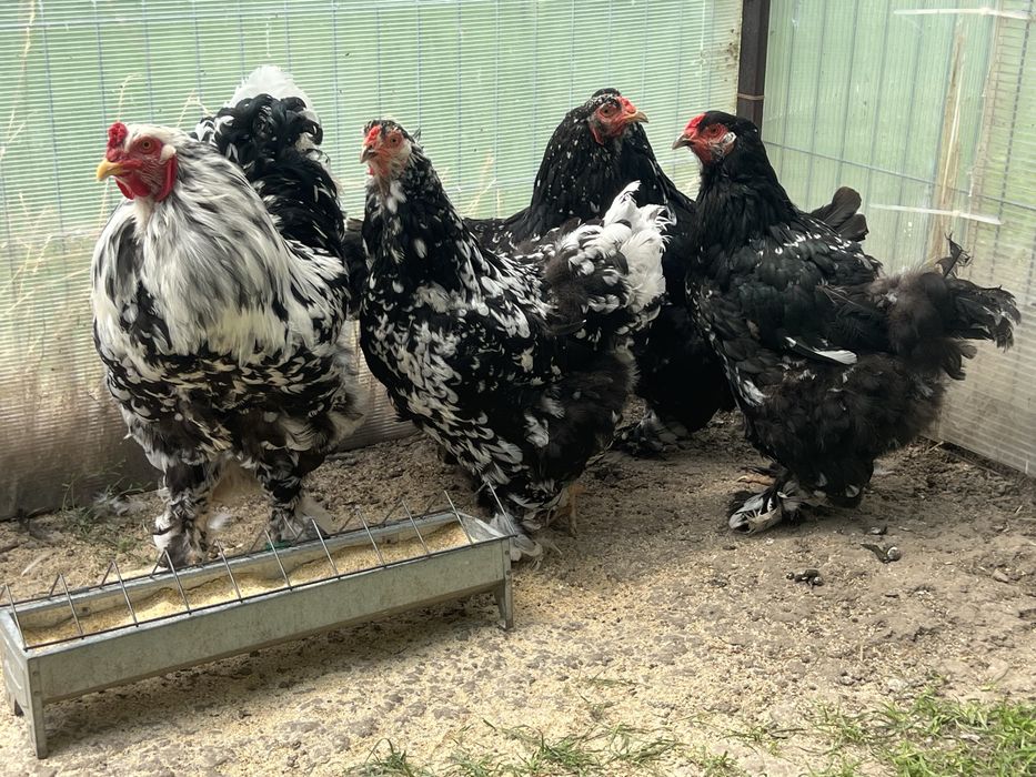 Oua incubat Brahma negru bobat