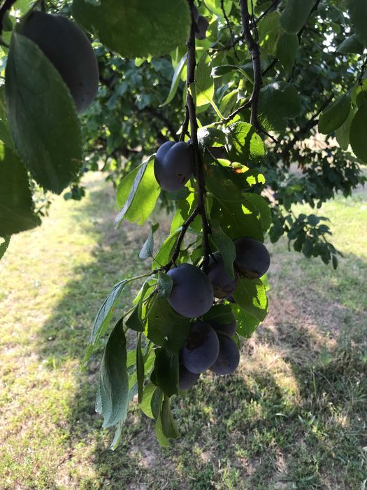 Prune bio din livada nestropita