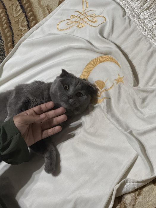 Кошки скотч фолд и страйк