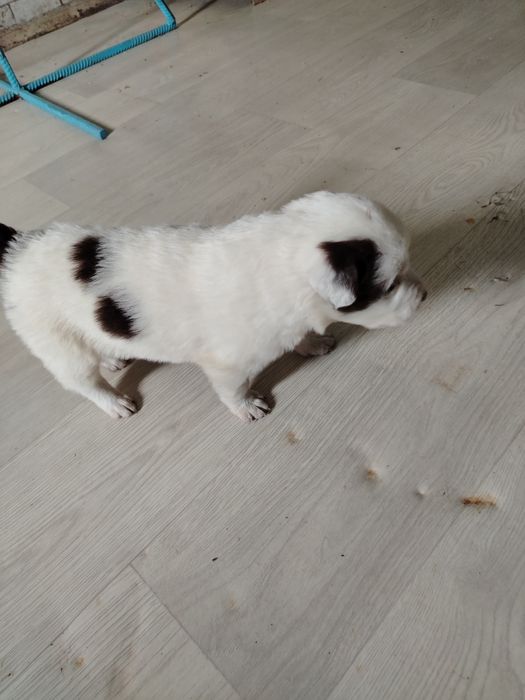 Chuponski it urg'ochi