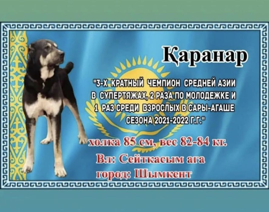 Продам Сао щенки