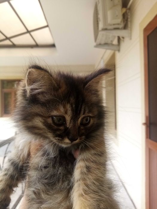 Отдам котят даром