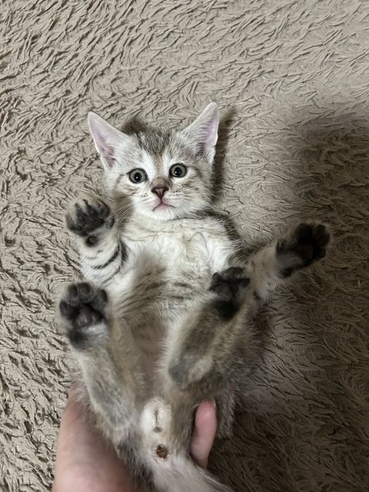 Скоттиш Фолд Котята первые 3 мальчика 2 девочки