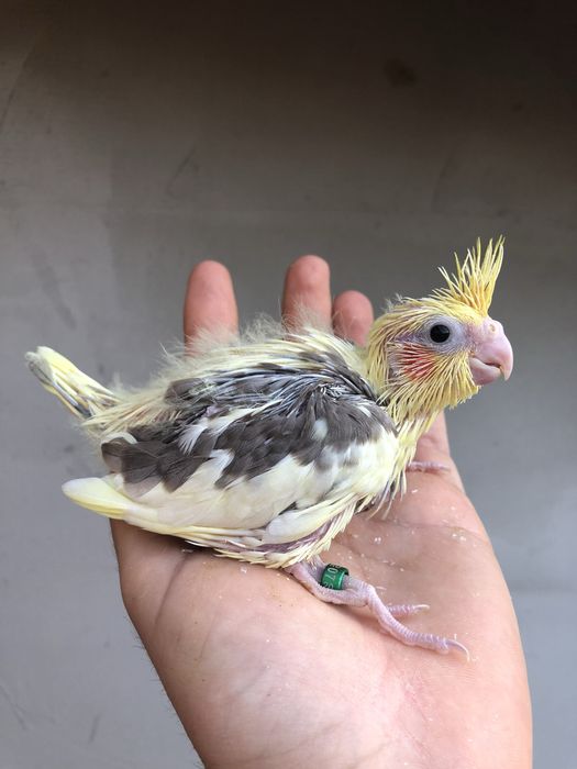 Papagali nimfa nimfe pui si maturi