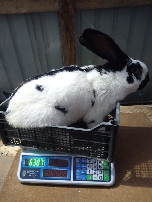 Кролики разной породы