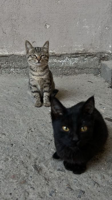 отдам в хорошие руки двух котят девочек