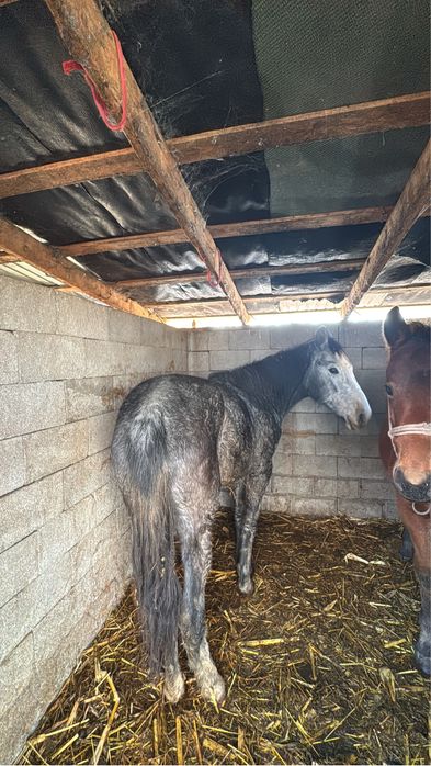 Продаю кобылу 2 летка