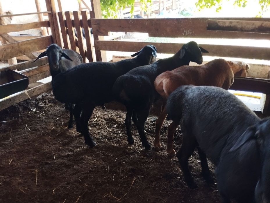 Qurbonlik uchun qoʻylar