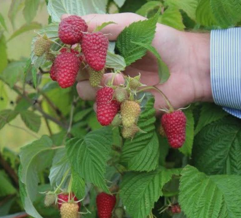 Малина,Полонез, ва Полана оригинал сорт