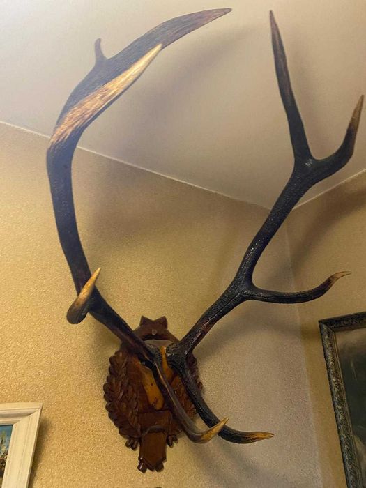 Coarne de cerb trofeu pentru pus pe perete