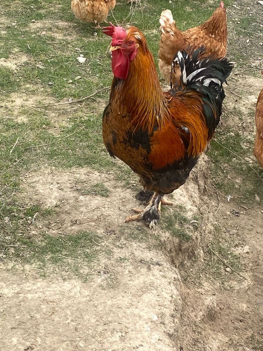 Қораз жағдайы жақсы