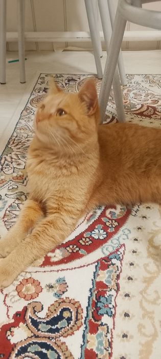 Отдам кота в добрые руки