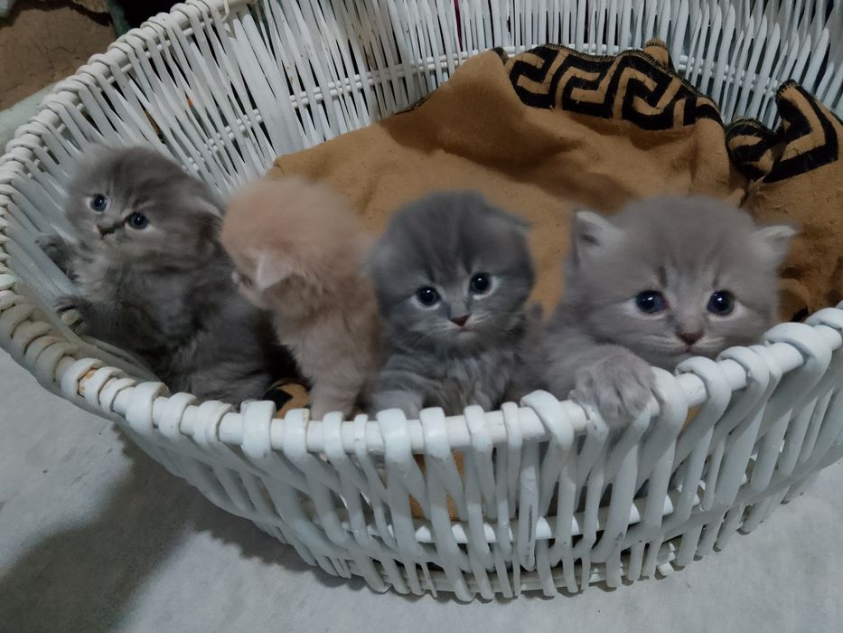 Scotish fold 1.5 oyli